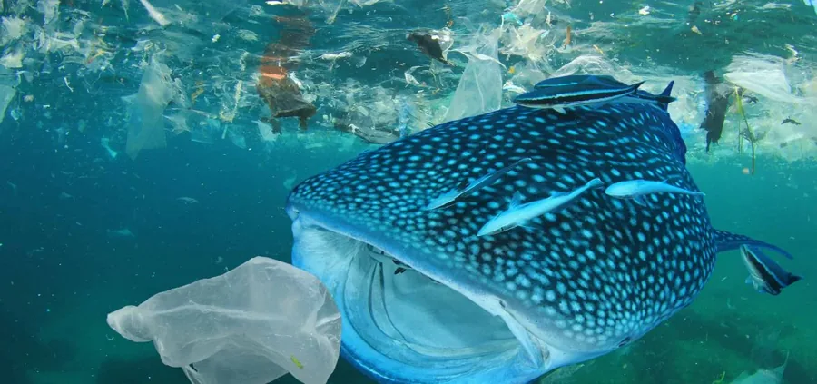 Why the War Against Plastic is Needed