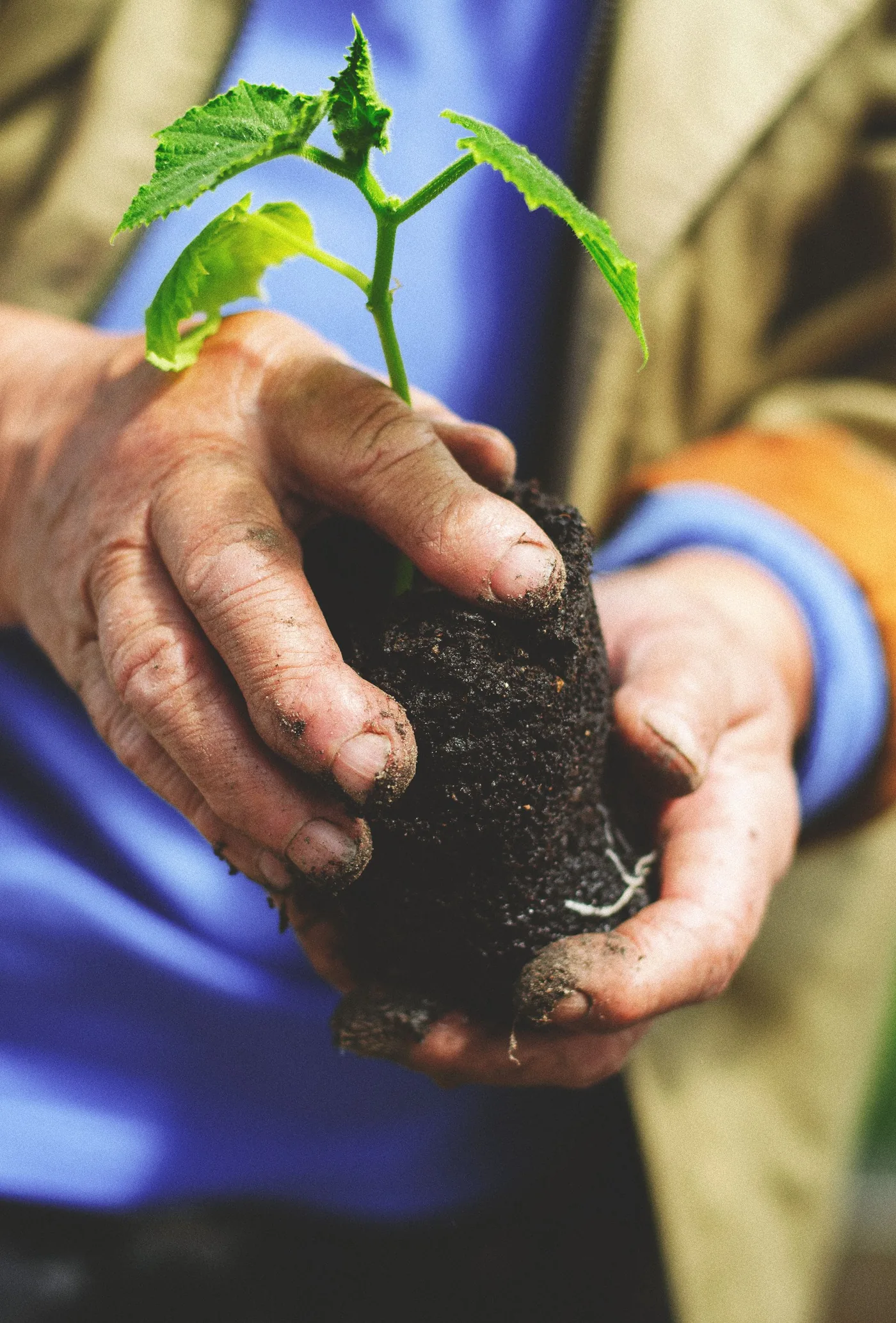 Compost